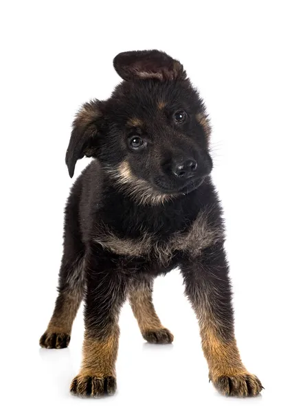 Puppy Duits Herder Voorkant Van Witte Achtergrond — Stockfoto