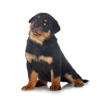Beyaz arkaplan önünde köpek yavrusu rottweiler