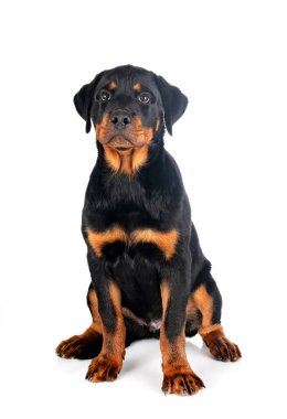 Beyaz arkaplan önünde köpek yavrusu rottweiler