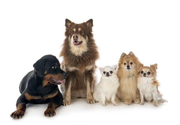 many dogs in front of white background