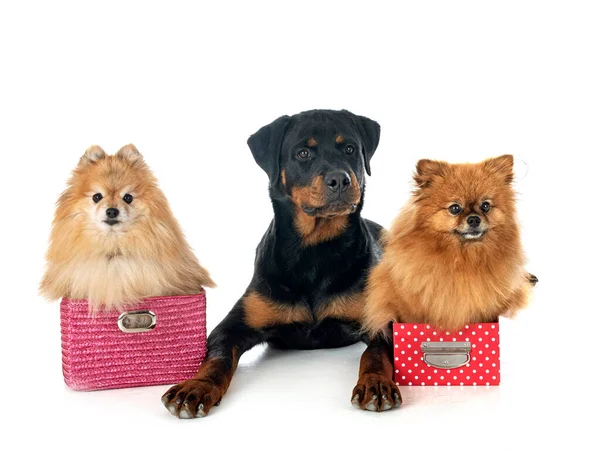 Jong Pomeranians Rottweiler Voorkant Van Witte Achtergrond — Stockfoto