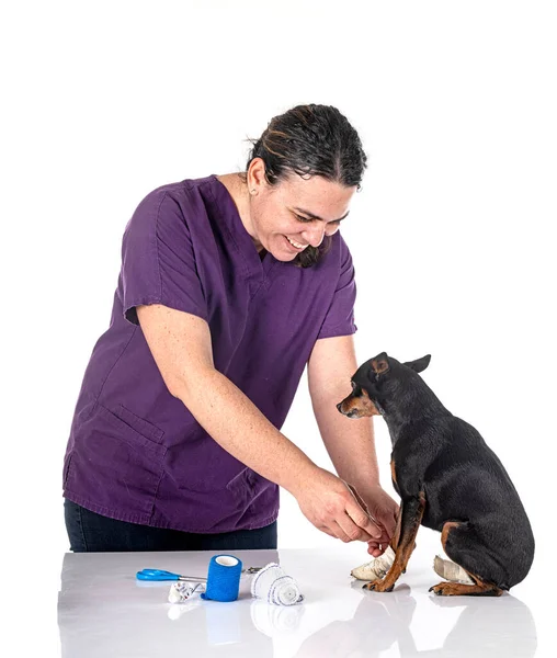 Ill Pinscher Miniature Devant Fond Blanc — Photo