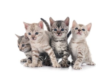 Bengal kedi ailesi beyaz arka planda