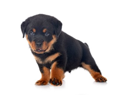 Beyaz arkaplan önünde köpek yavrusu rottweiler
