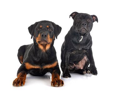 Stamfordshire Boğa Teriyeri ve Rottweiler beyaz arka planda