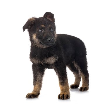 Beyaz arka planda köpek yavrusu Alman çoban köpeği.