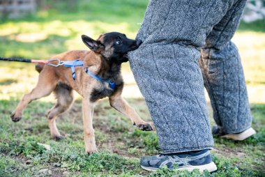 Genç Belçikalı çoban yazın doğada eğitim görüyor.