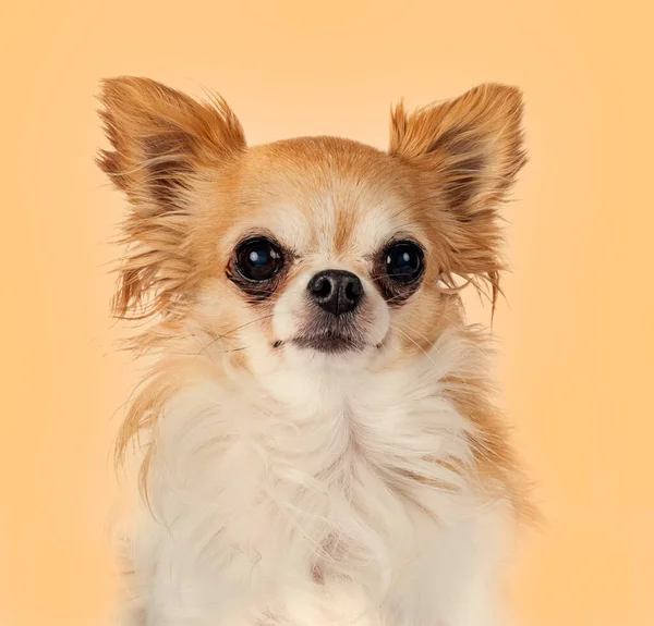 Κεφαλή Του Chihuahua Μπροστά Από Πορτοκαλί Φόντο — Φωτογραφία Αρχείου