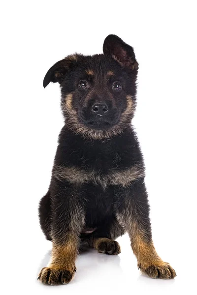 Cachorro Pastor Alemán Frente Fondo Blanco — Foto de Stock