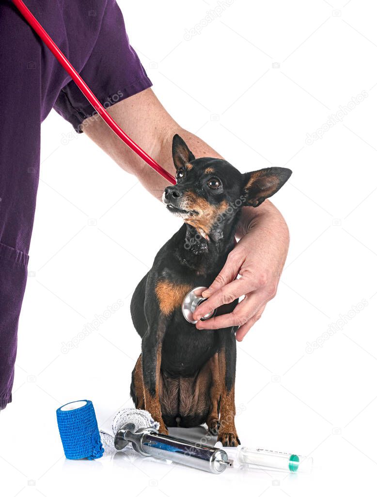 pinscher miniatura enfermo en frente de fondo blanco 2023