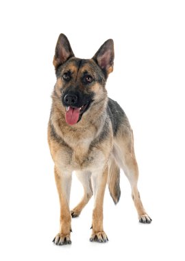 Beyaz arka plan önünde gri Alman çoban