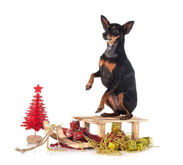 Miniatyr Pinscher Framför Vit Bakgrund — Stockfoto