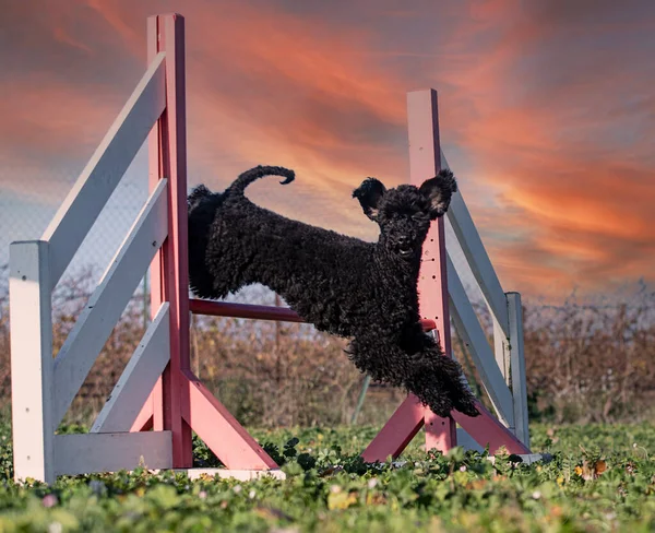 Trénink Agility Pro Pudla Přírodě — Stock fotografie