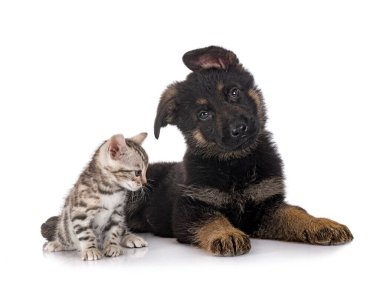 Köpek yavrusu Alman çoban köpeği ve kedi yavrusu beyaz arka planın önünde.