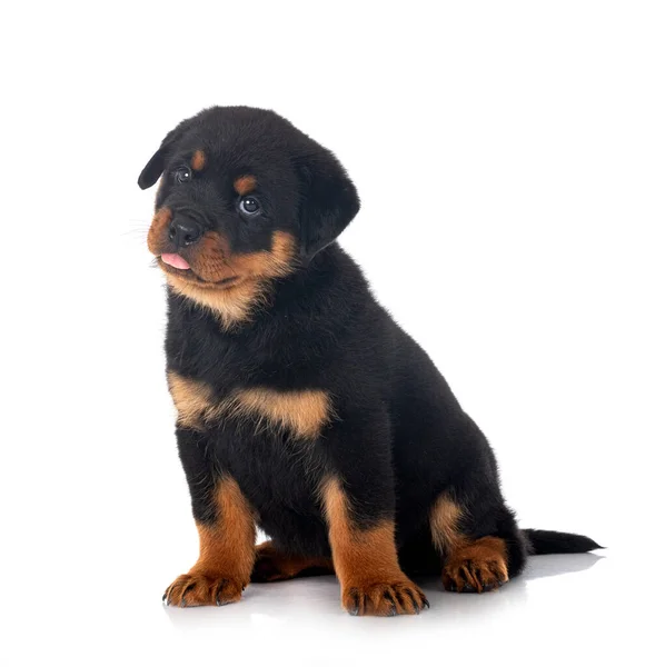 Cachorro Rottweiler Frente Fundo Branco — Fotografia de Stock