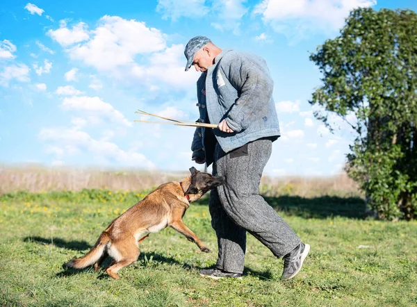 Ung Belgisk Herde Utbildning Naturen Sommaren — Stockfoto