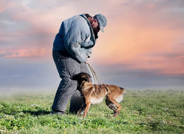 夏の自然の中で若いベルギー人羊飼いの訓練は — ストック写真