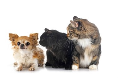 Beyaz arka planda genç Kurilian Kış Kuyruğu ve Chihuahua