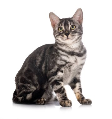 Bengal kedi ailesi beyaz arka planda