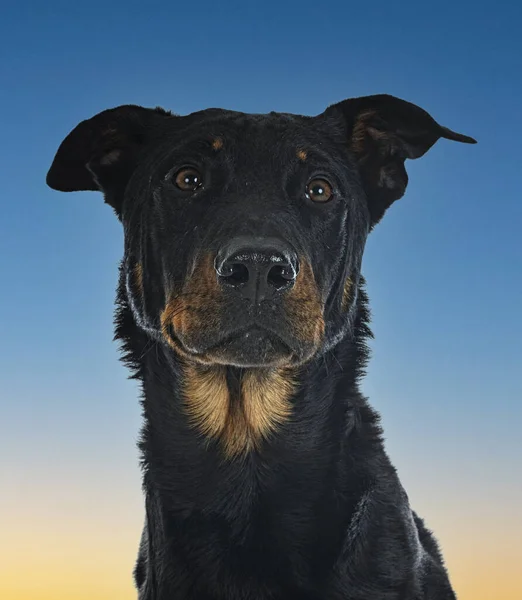 Fårhund Från Beauce Framför Blå Himmel — Stockfoto