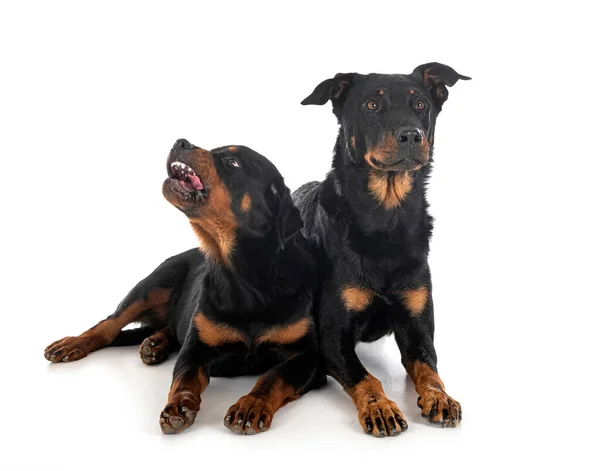 Berger Beauce Rottweiler Devant Fond Blanc — Photo