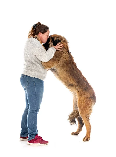 Jovem Leonberger Proprietário Frente Fundo Branco — Fotografia de Stock