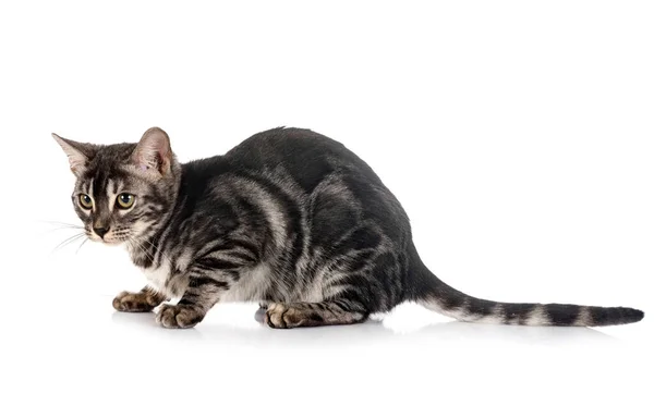 Famiglia Gatti Bengala Fronte Sfondo Bianco — Foto Stock