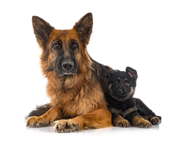 Welpe Deutscher Schäferhund Und Erwachsener Vor Weißem Hintergrund — Stockfoto