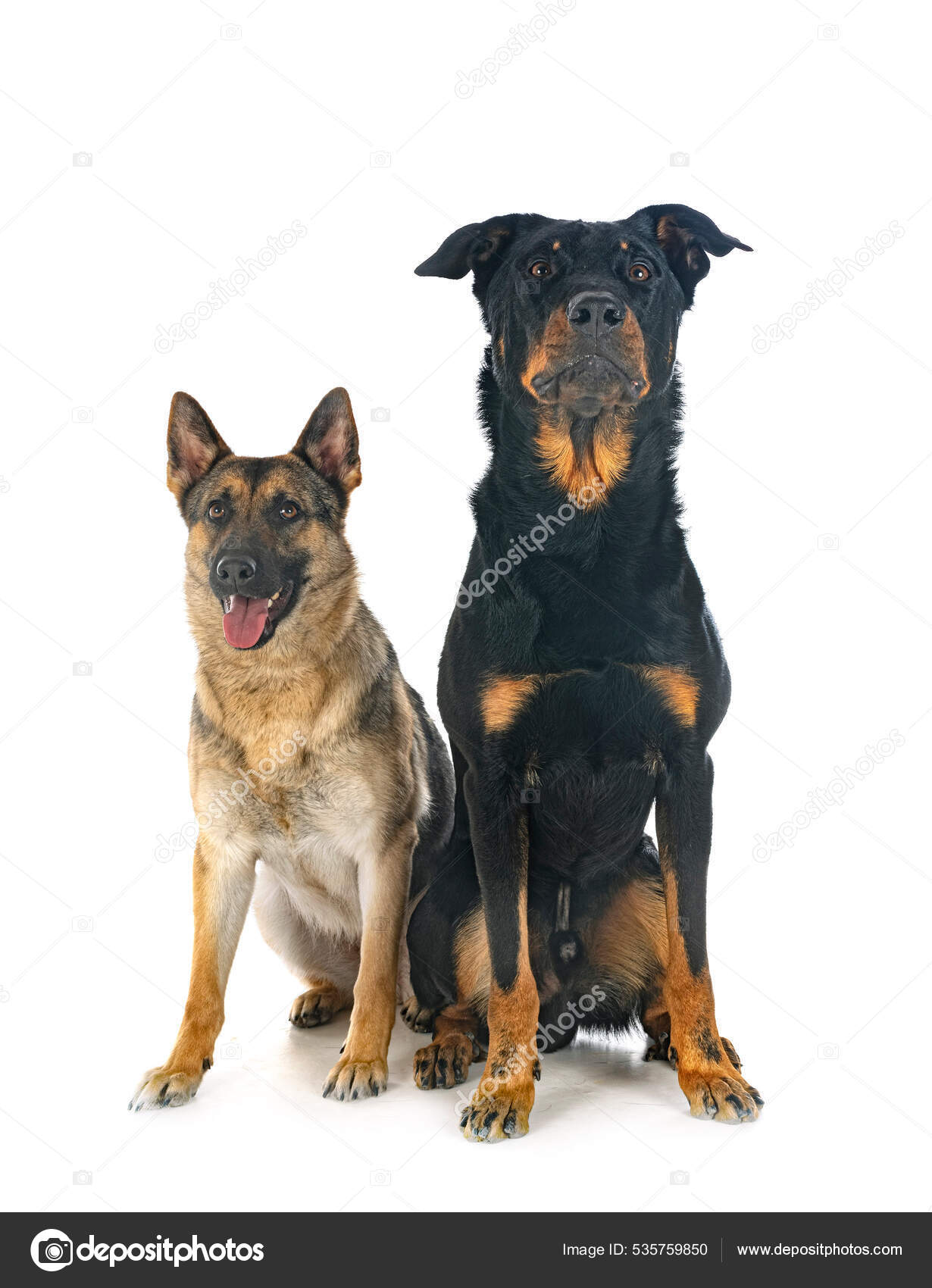 Beauce Beauceron Standard CHIOTS BEAUCERONS LOF GROS GABARITS