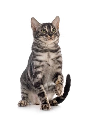 Bengal kedi ailesi beyaz arka planda