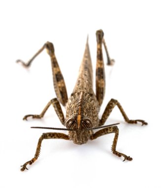 Beyaz arkaplan önünde anakridyum aegyptium