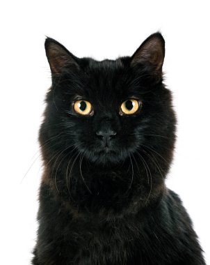 Genç Kurilian Kış Kuyruğu beyaz arkaplan önünde