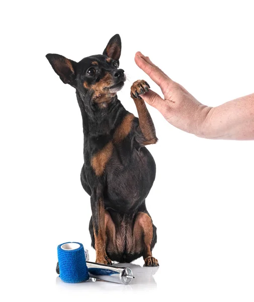 Doente Pinscher Miniatura Frente Fundo Branco — Fotografia de Stock