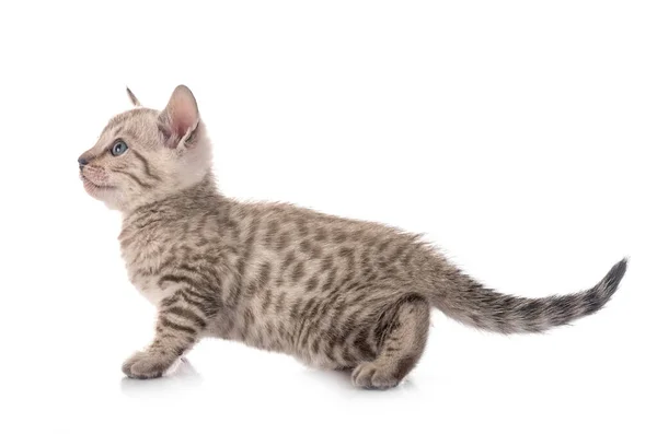 Bengal Kot Przed Białym Tle — Zdjęcie stockowe