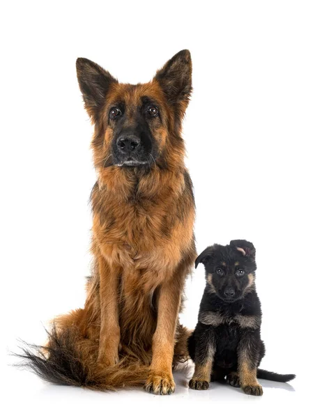 德国牧羊犬和成年犬在白色背景前 — 图库照片