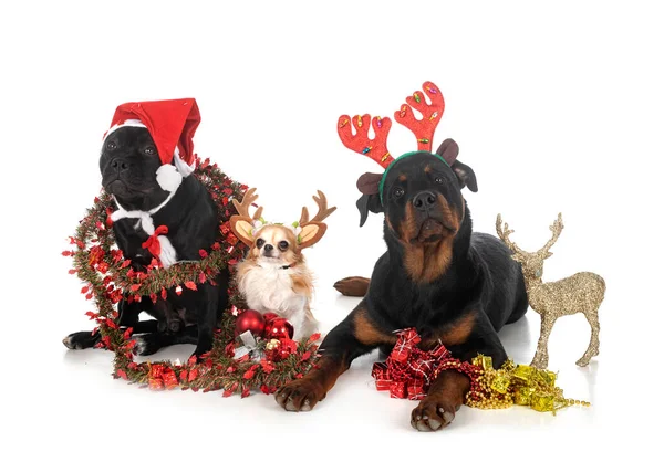 Tři Psi Vánoce Před Bílým Pozadím — Stock fotografie
