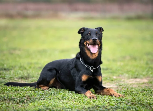 Cane Pastore Beauce Formazione Nella Natura Sicurezza — Foto Stock