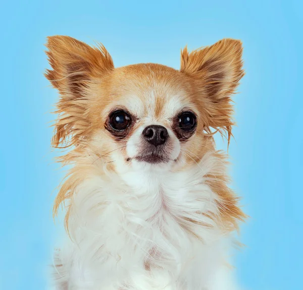 Head Chihuahua Front Blue Background — Stock Photo, Image