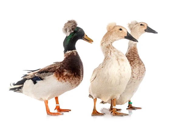 Crested Ducks Breeds Front White Background — Stock Photo, Image