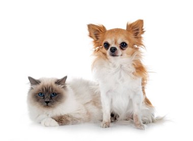 Birman Cat ve Chihuahua beyaz arkaplanın önünde