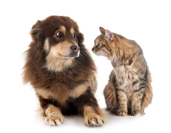 Finnischer Lapphund Und Katze Vor Weißem Hintergrund — Stockfoto