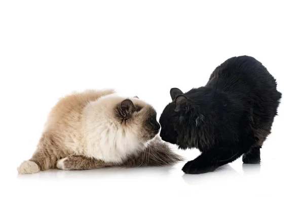 白い背景の前に若いクリリアン ボブテールとバーマンの猫 — ストック写真