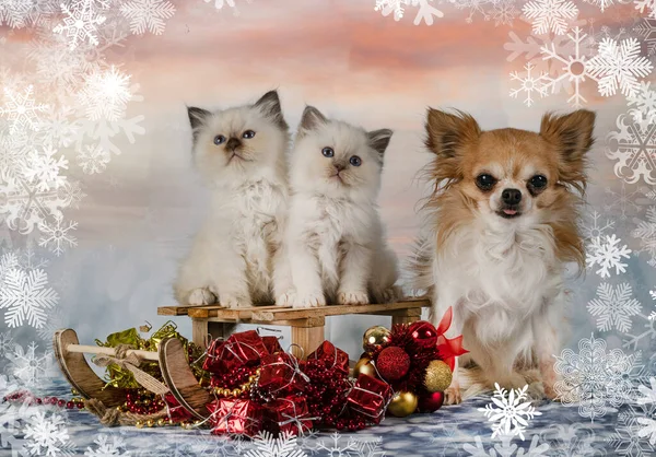Birman Kitten Chihuahua Front Christmas Background — 图库照片