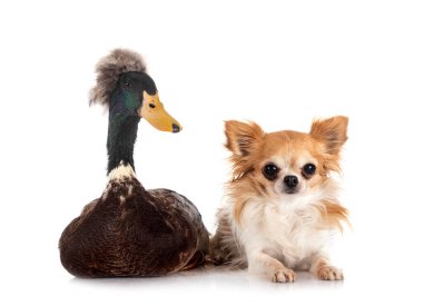 Chihuahua ve ördek beyaz arkaplanın önünde
