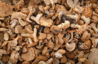 Yakın arkaplan önünde Hydnum repandum