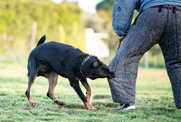 Sheepdog Van Beauce Training Natuur Voor Veiligheid — Stockfoto