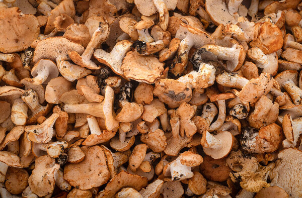 Hyprum repandum перед крупным планом