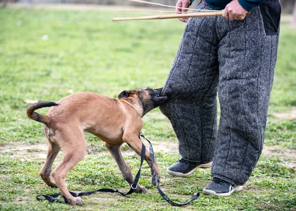 Pastores Belgas Jóvenes Entrenándose Naturaleza Verano —  Fotos de Stock