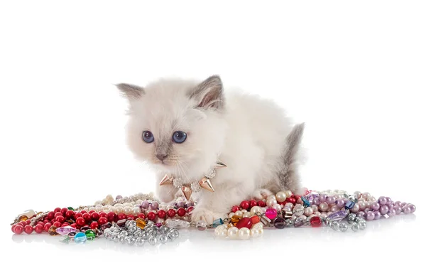 Birman Gattino Fronte Sfondo Bianco — Foto Stock