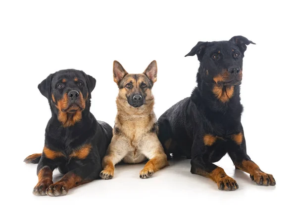 Grauer Schäferhund Rottweiler Und Beauceron Vor Weißem Hintergrund — Stockfoto